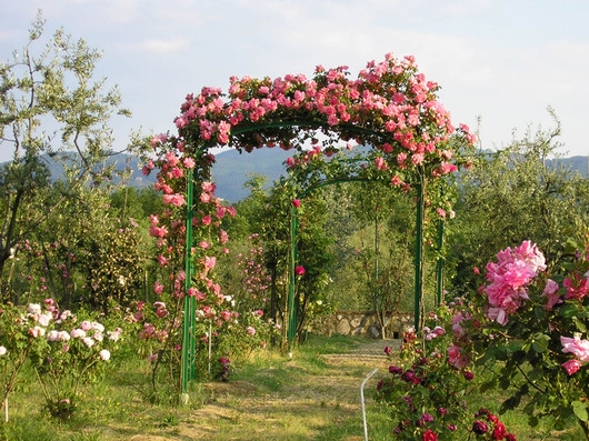 Roseto Botanico “Carla Fineschi” a  Cavriglia